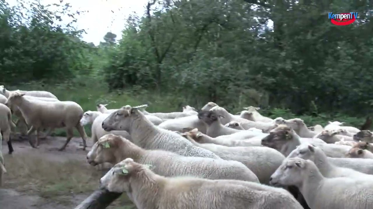 2023-augustus-Schapen hoeden op de heide bij Hoogeloon