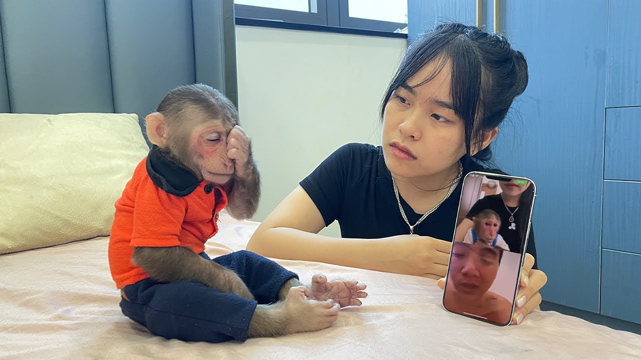 Cubis monkey cried and called Dad after many days apart!