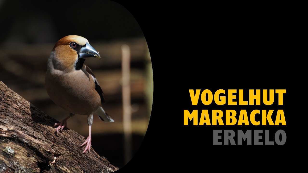 Vogelhut Marbacka | Ermelo | Veluwe | Birding (NL)