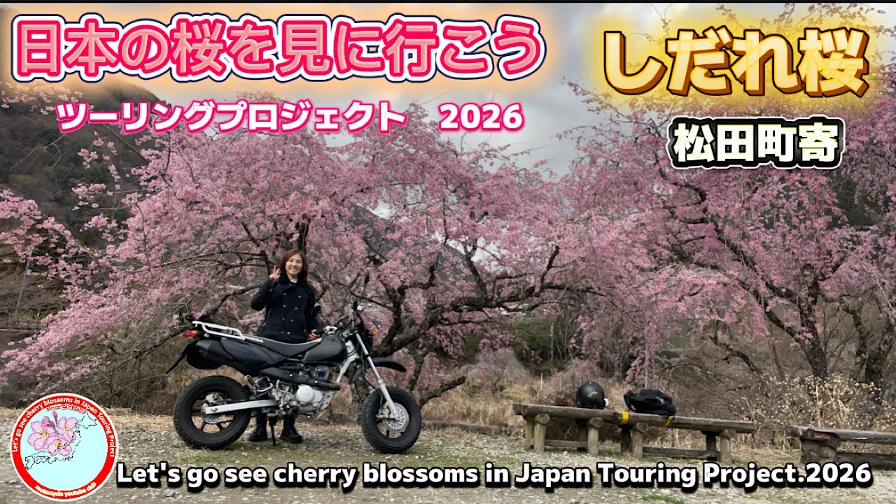 「桜」日本の桜を見に行こう！ツーリングプロジェクト2026|神奈川県【Let's go see cherry blossoms in Japan Touring Project.2026】