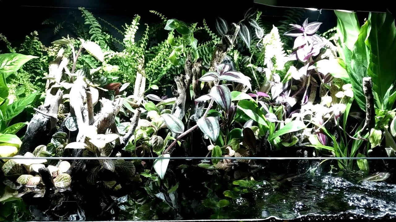 Apistogramma Alacrina harem Nannostomus marginatus South American biotope riparium with houseplants