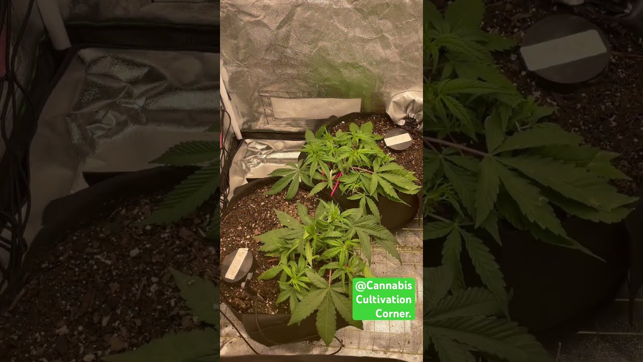 Controlling Temperature & Humidity in Your Grow Tent!