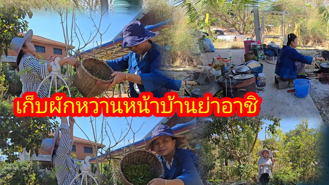 admin ป้อมมาช่วยย่าเก็บผักหวานที่สี่กอครัวบ้านๆทำเมนูนี้