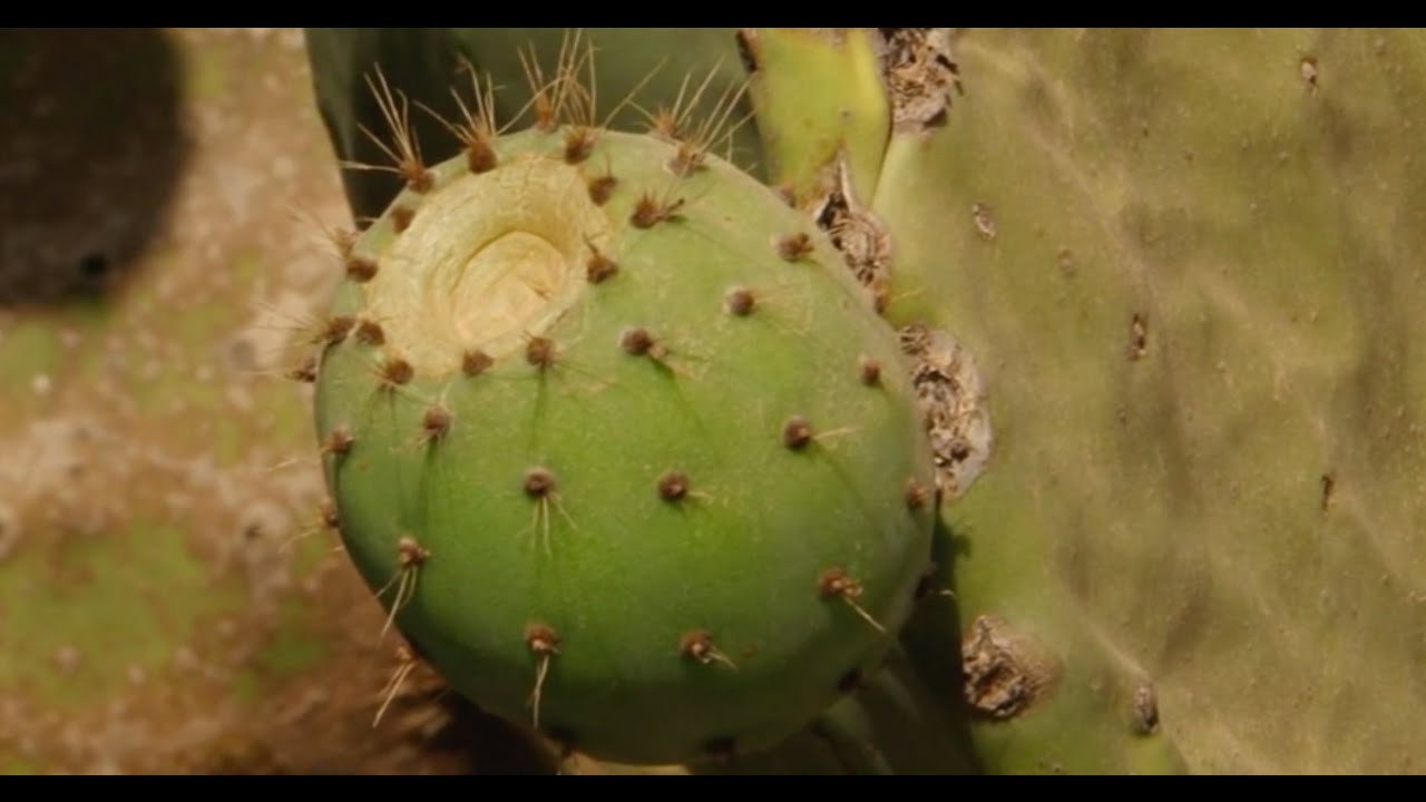 Documentaire sur le cactus - l'agriculture au Maroc(zone: Souss Massa Daraa) (Ar)