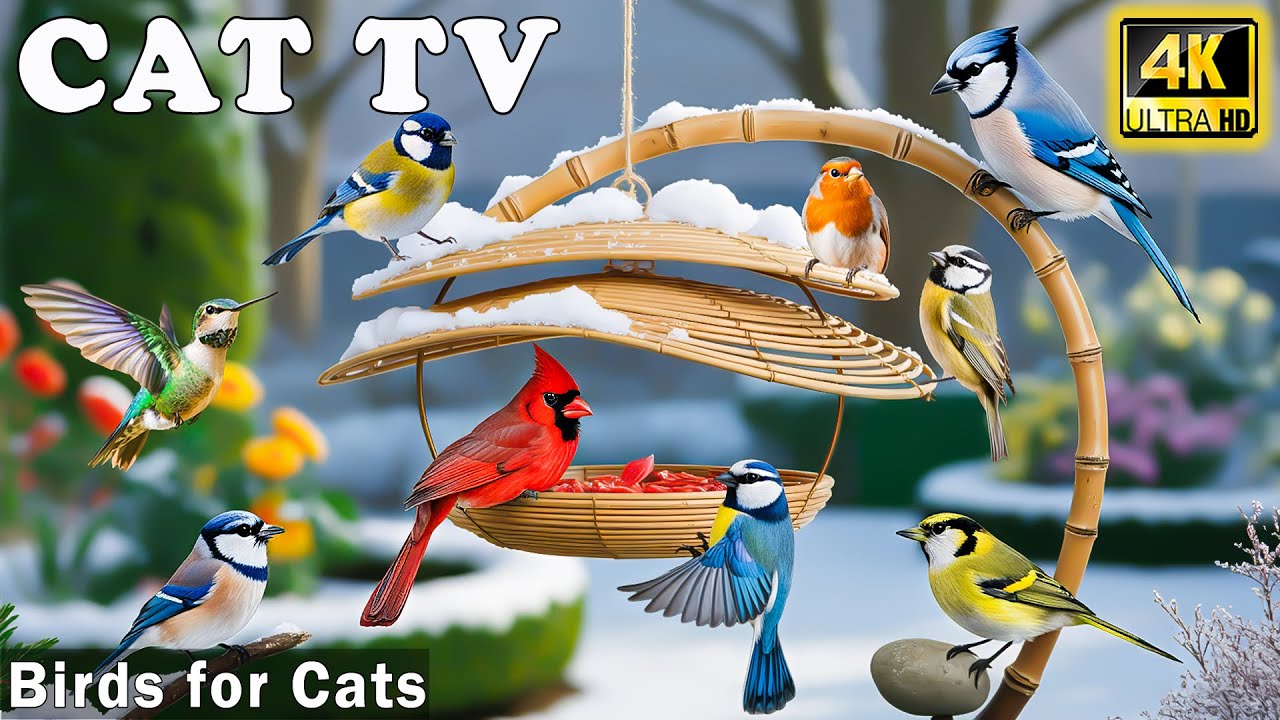 Best Videos for Cats to Watch－Relaxing Bird Videos to Beat Boredom & Cheer Up Cats 😸 Calming CAT TV