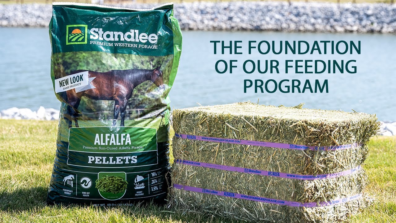 Процедура кормления в Downunder Horsemanship