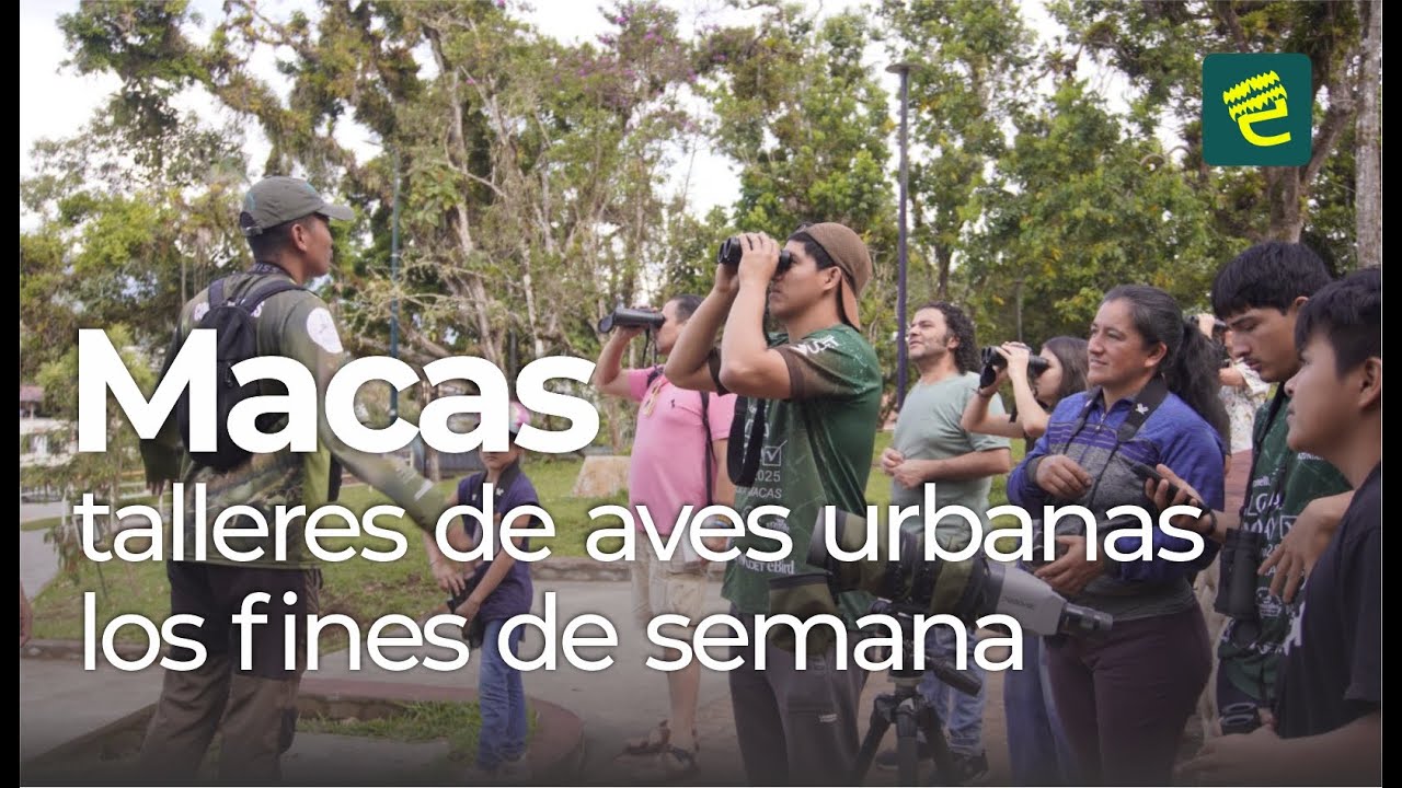 Programa de aves urbanas PAU todos los fines de semana en Macas