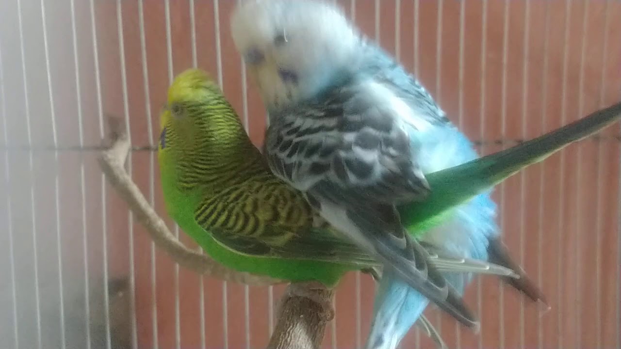 Periquito Australiano Acasalando e com Ninhada.