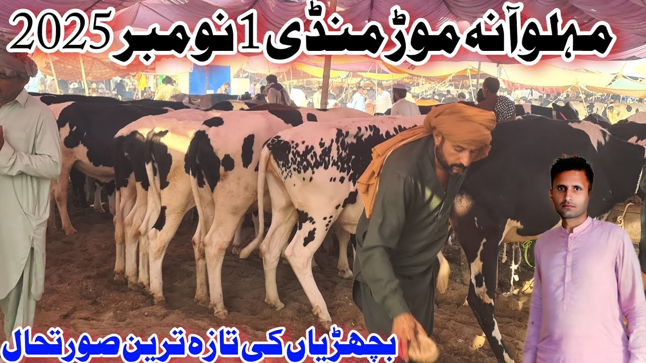 Heifers Price Update Jhang Mandi Australian Friesian American Friesian | Jhang Mandi 