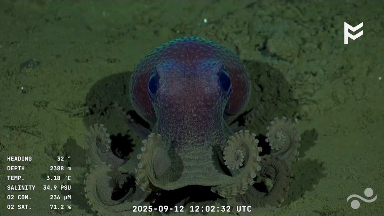 RESUMEN URUGUAY SUB200 (Pez luna incluido)