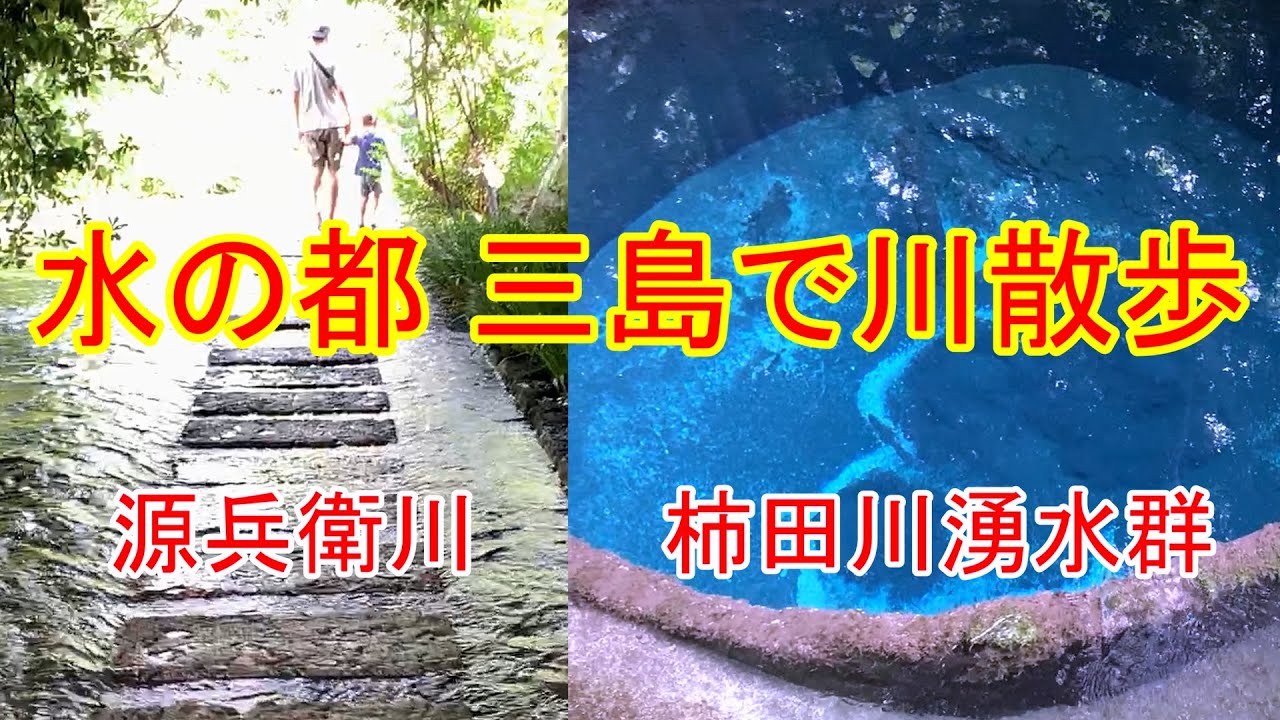 静岡県三島市にある 源兵衛川　柿田川湧水群　＃源兵衛川　＃柿田川湧水群　＃子供とお出かけ　　＃柿田川公園　＃三島