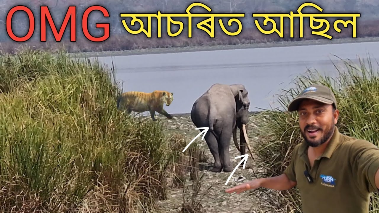 কাজিৰঙাৰ আটাইতকৈ ডাঙৰ দঁতাল হাতী Tusker আৰু বাঘ Tiger sighting | kaziranga national park safari 