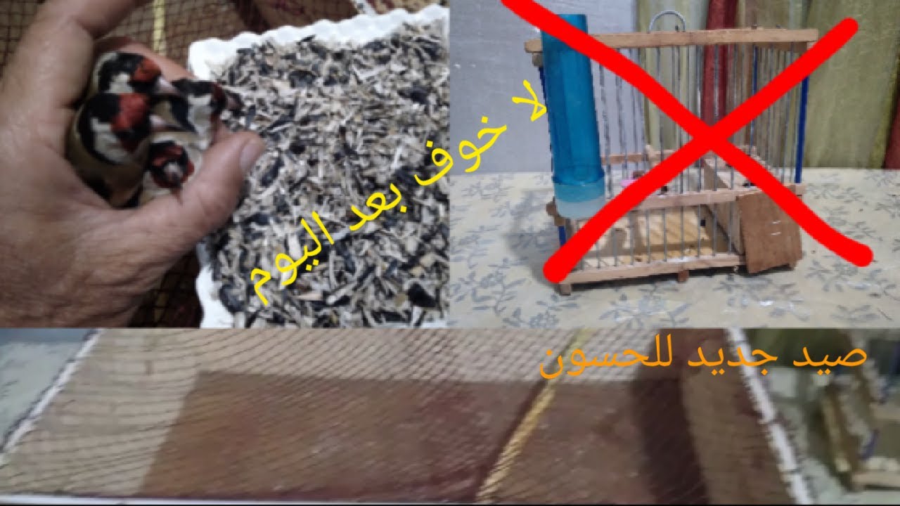 كيف اتعامل مع طائر الحسون صيد جديد🌹🌹🌹