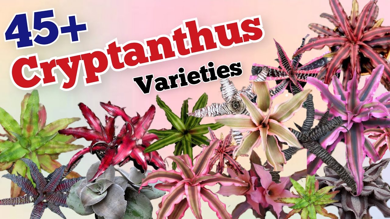 45+ Cryptanthus varieties // Cryptanthus bromeliad  varieties // Pinkish Paradise