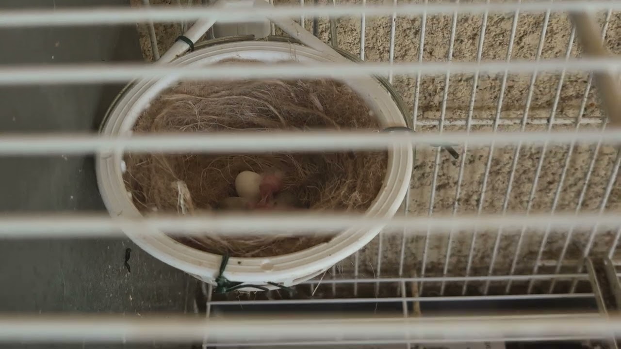 Vidéo n °22 2025  élevage amateur canaris rouges et satinés jaunes et blancs.  Chris Montpellier