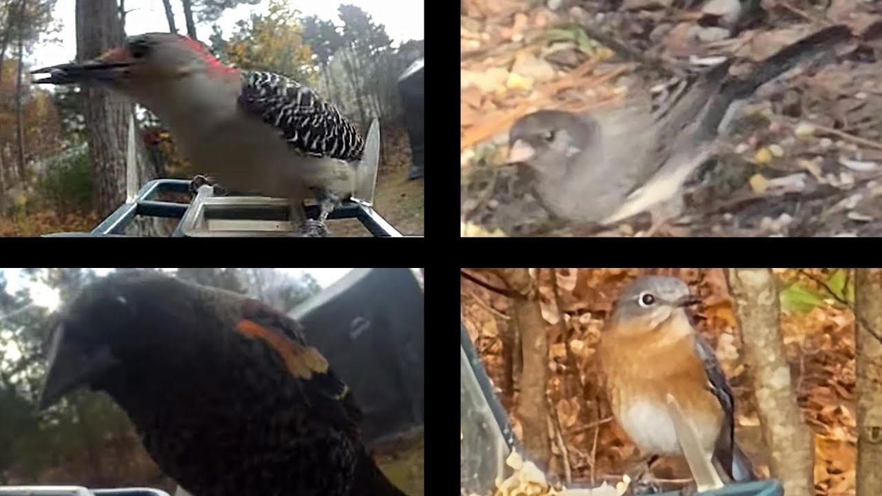 December in Massachusetts: All These Birds Showed Up!