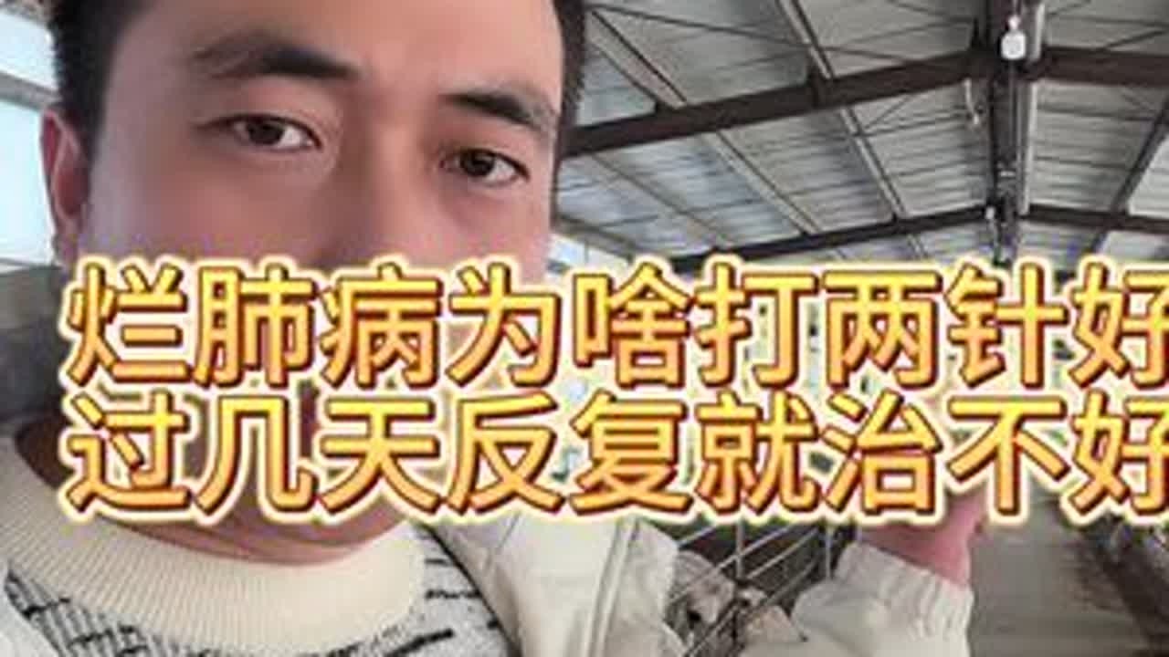 #传染性胸膜肺炎 #烂肺病 #羊支原体肺炎 #肺炎支原体的高发期 #养羊人