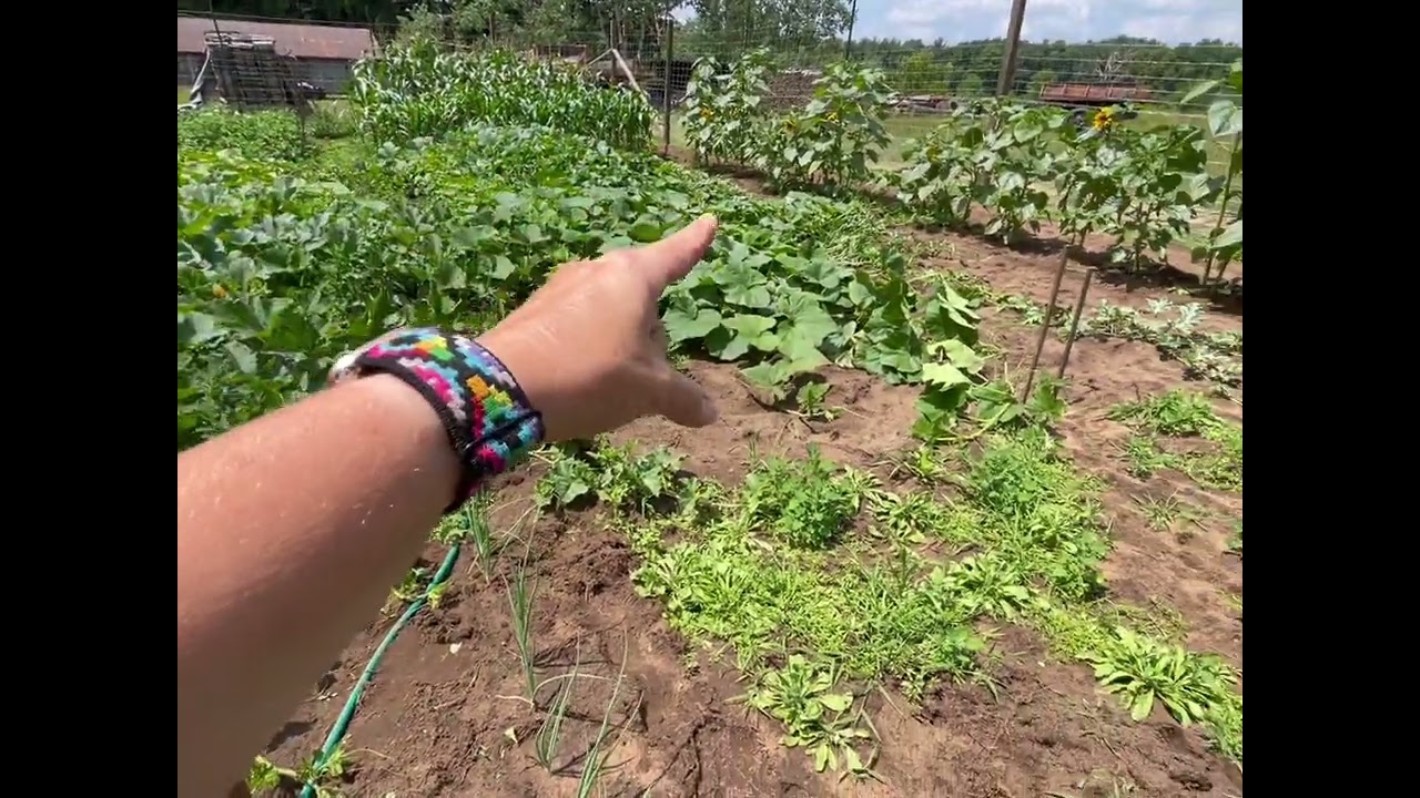 Farm Garden // Late July Check-In
