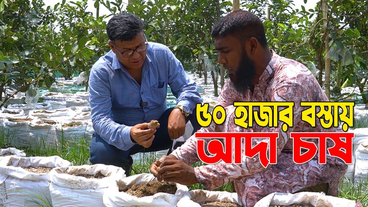 সহজ পদ্ধতিতে ৫০ হাজার বস্তায় আদা চাষ । বাণিজ্যিক ভাবে চাষের A to Z তথ্য  । মাছ বাড়ীর রুবেল