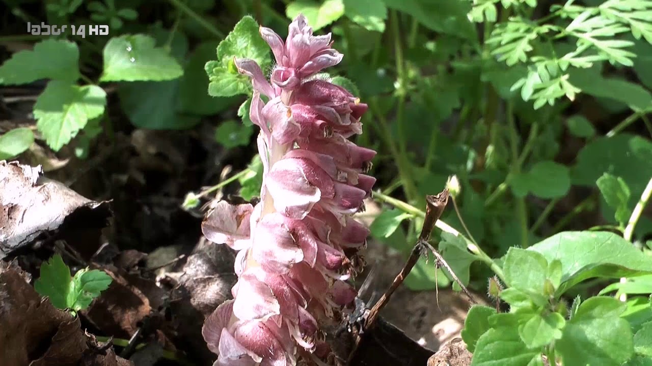 Die Elsteraue bei Crossen