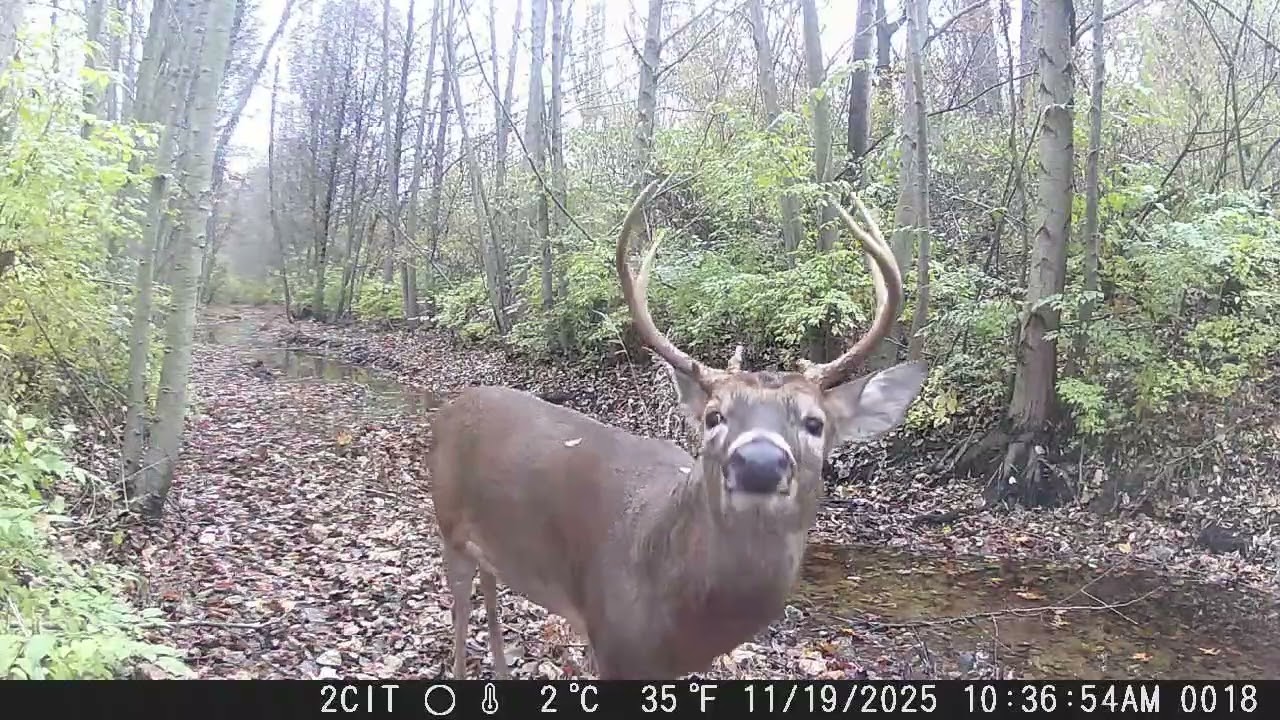 CITWC Nature Park Trail Cam Video  #187 Raccoon, Deer, Fox