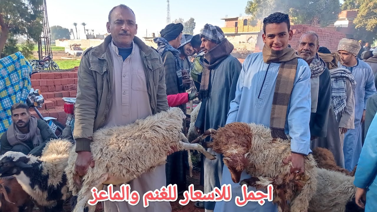 اجمل الاسعار الغنم والماعز من سوق الجمعة بدندرة👌👀✅ قنا 