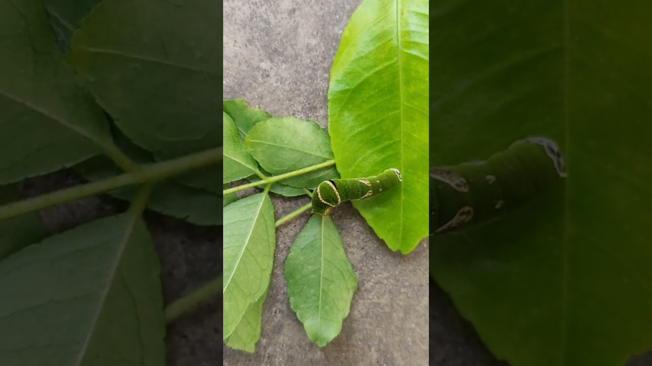 I only make my choice🐸