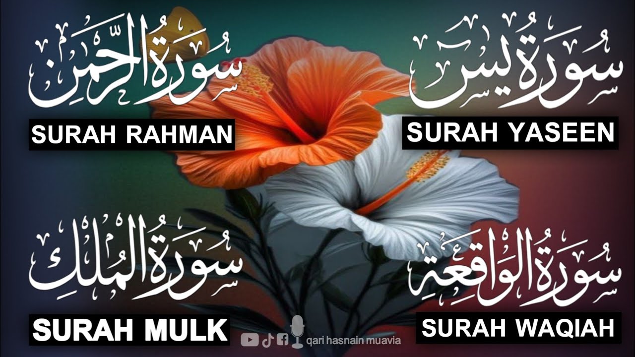 Surah Yasin ❤️ Surah Rahman , Surah Waqiah , Surah Mulk | Ep 303,یس
