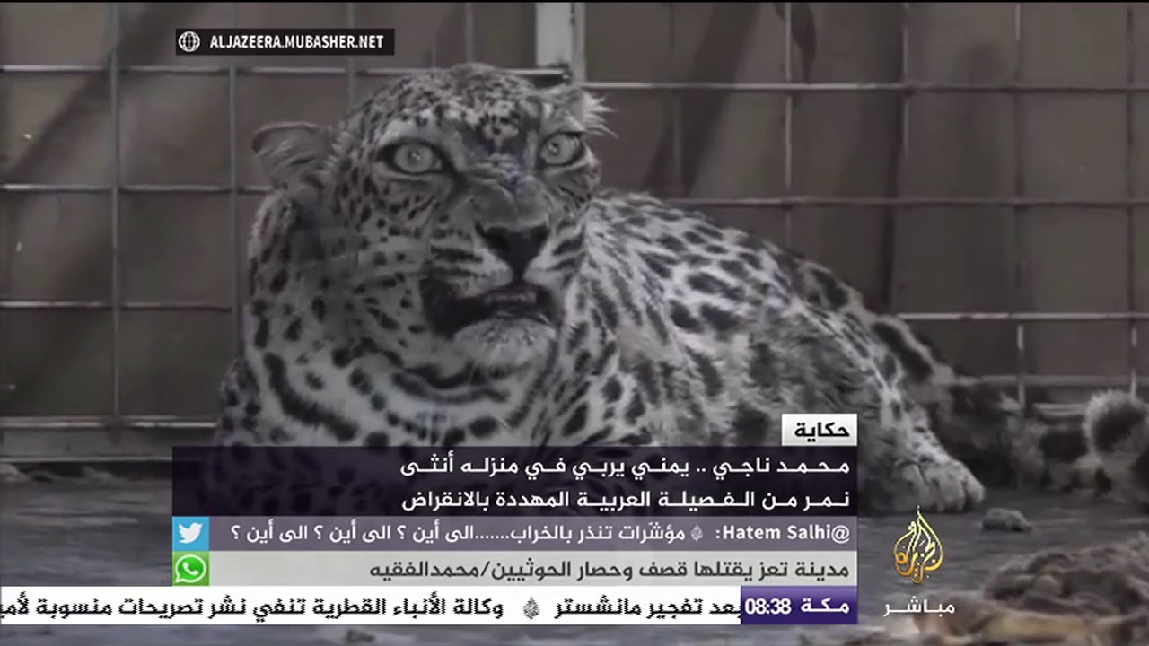 حكاية.. يمني يربي في منزله أنثى نمر