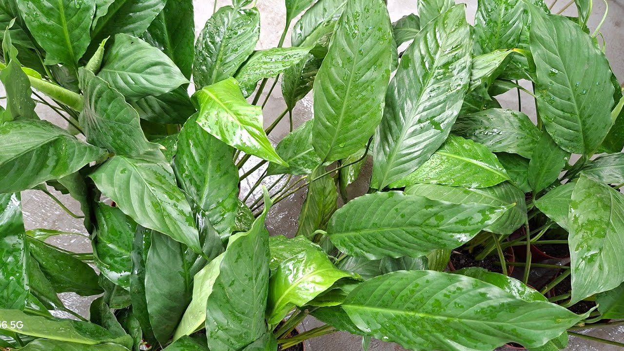 🌿 Como Multiplicar Mudas do Lírio da Paz | Dicas Simples de Cultivo