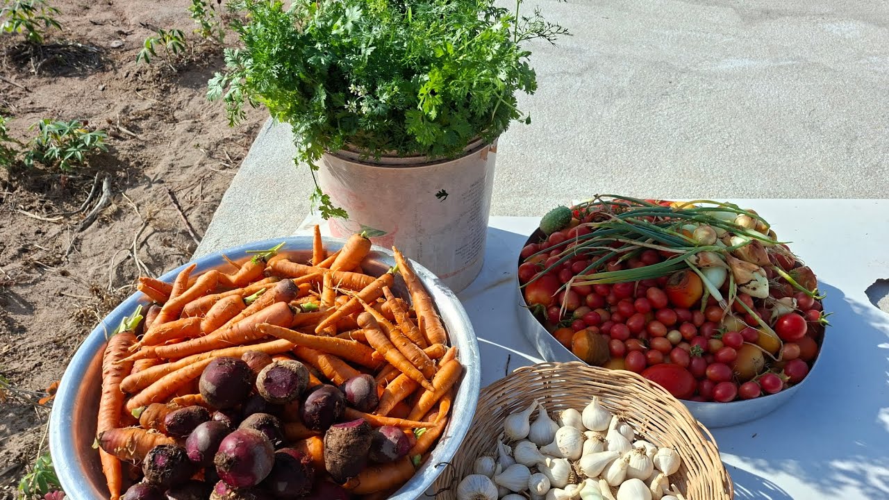 Visa simples na roça 🥕🧅🍅🥬