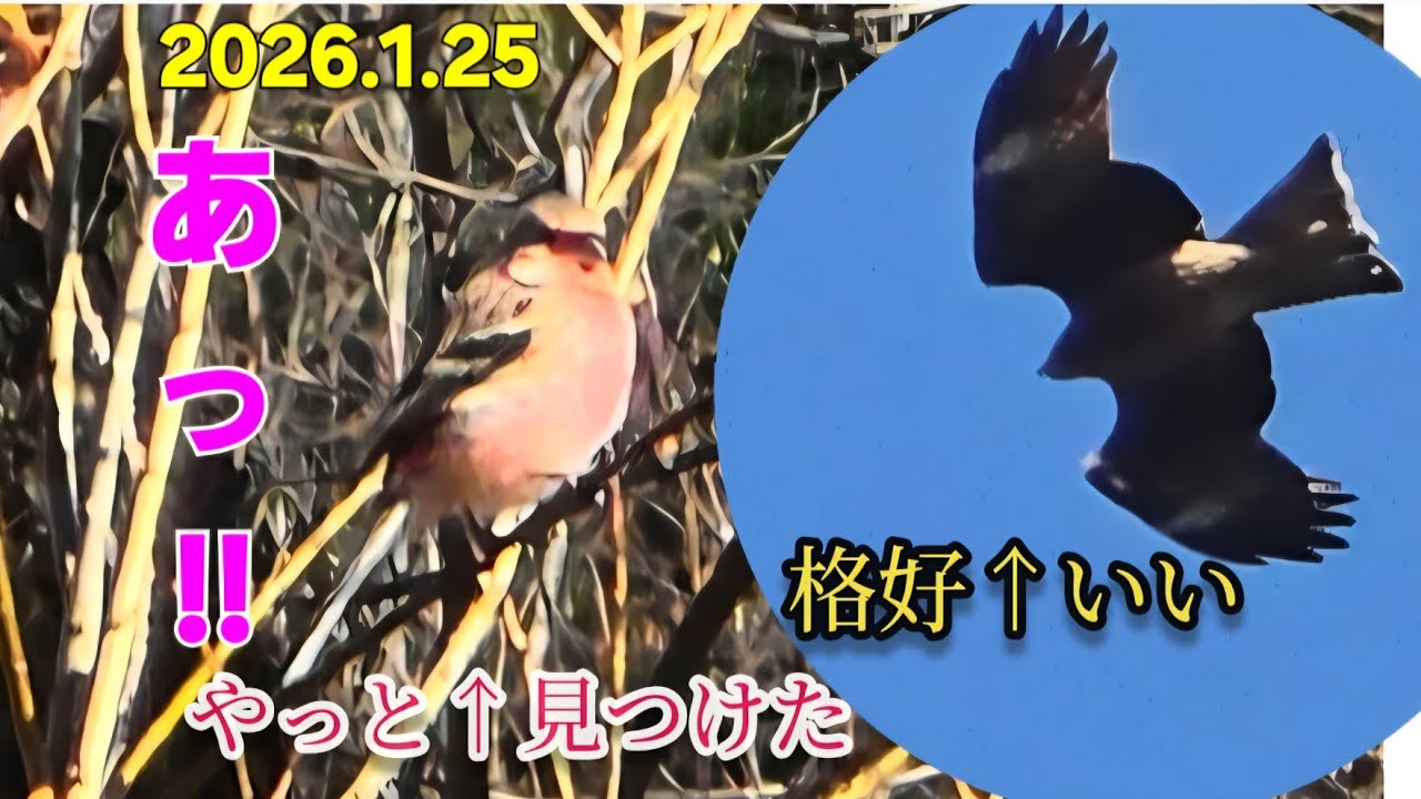 アッーー!😳やっと…🐦‍🔥『渡り鳥』#癒し #かわいい #野鳥#vlog #冬 #公園#ベニマシコ#猛禽類 #草花#樹木 #日本