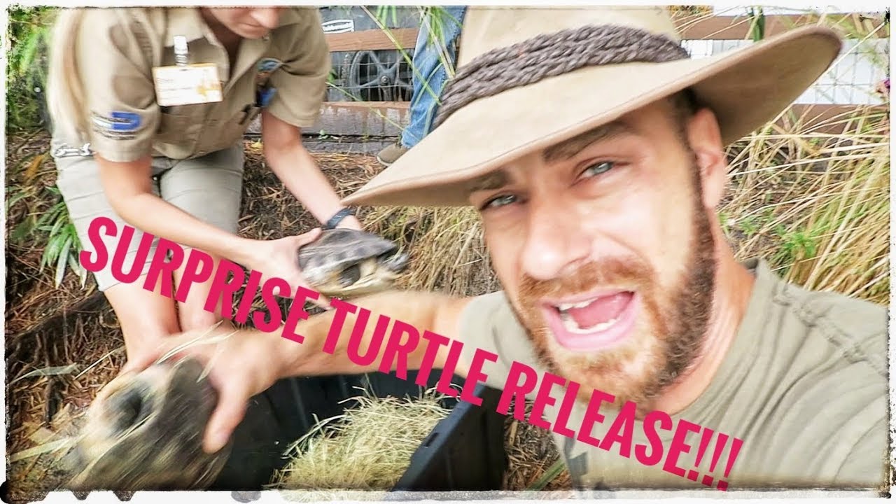 My Super Bowl Turtle UNBOXING!
