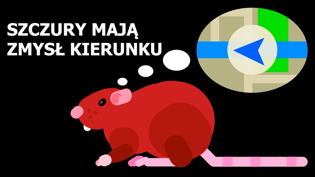 Co robić, gdy zobaczysz szczura