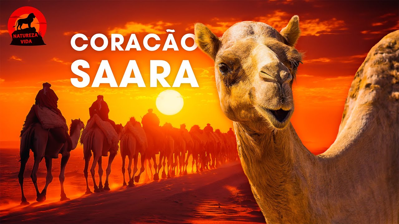 DROMED&Aacute;RIO | O Guardi&atilde;o da Vida no Cora&ccedil;&atilde;o do Saara | Document&aacute;rios animais