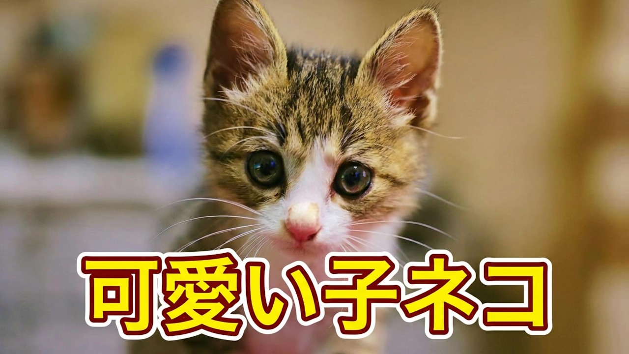 可愛い子ネコ