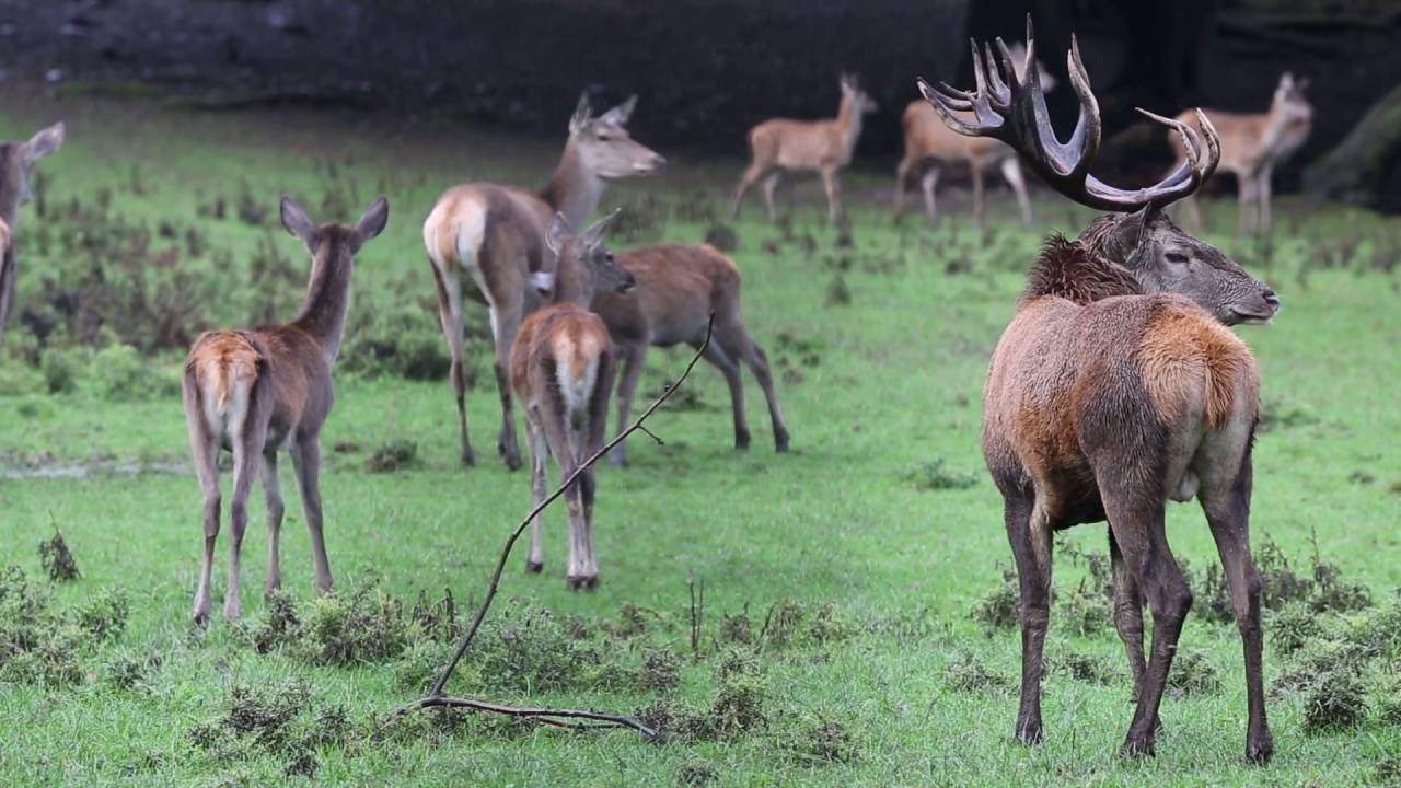 Brunft des Rothirsches - Leben im Rudel (Cervus elaphus)