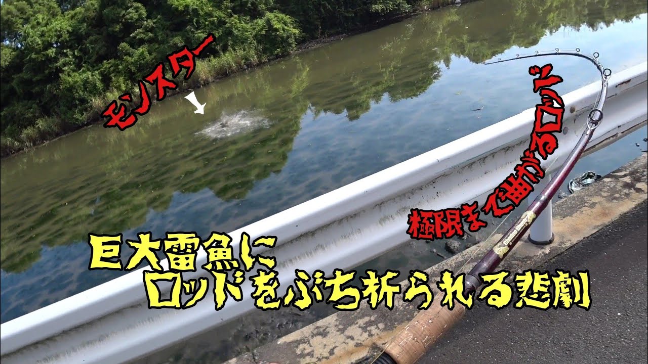 【雷魚】ロッドブレイク!!雷魚ロッドをぶち折る程の巨大雷魚を釣り上げたっ!!Japan snake head fishing
