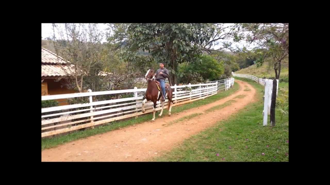 Mangalarga Paulista.