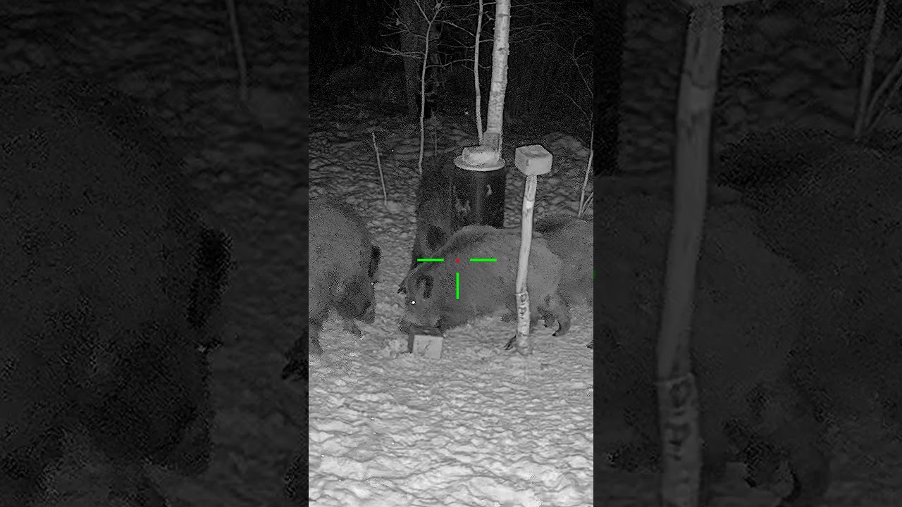 This Boar Ran Straight Into View  #hunting