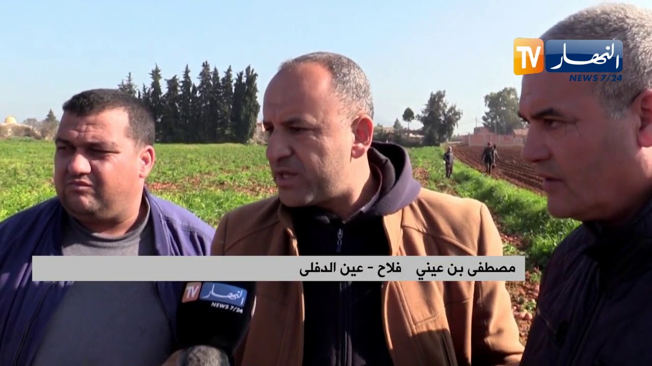 عين الدفلى: منتجو البطاطا يستغيثون.. والكساد يهدد منتوجهم الفلاحي