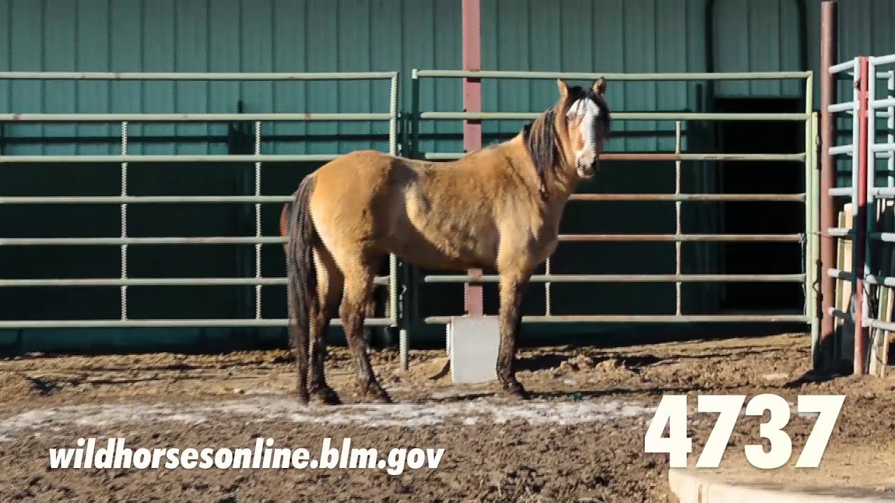 Wild horse adoption: Winter 2020