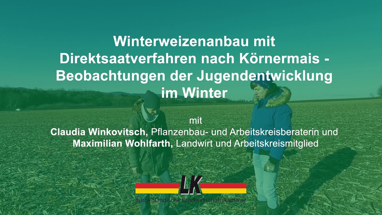 Winterweizenanbau mit Direktsaatverfahren nach K&ouml;rnermais