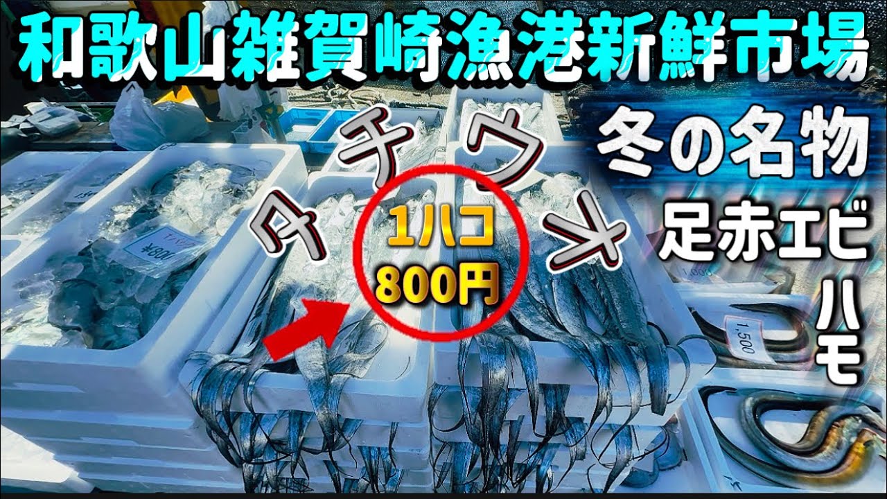 【雑賀崎漁港新鮮激安市場】初たて2026年開幕✨🐟1匹100円以下！スゴっ😵安っ✨