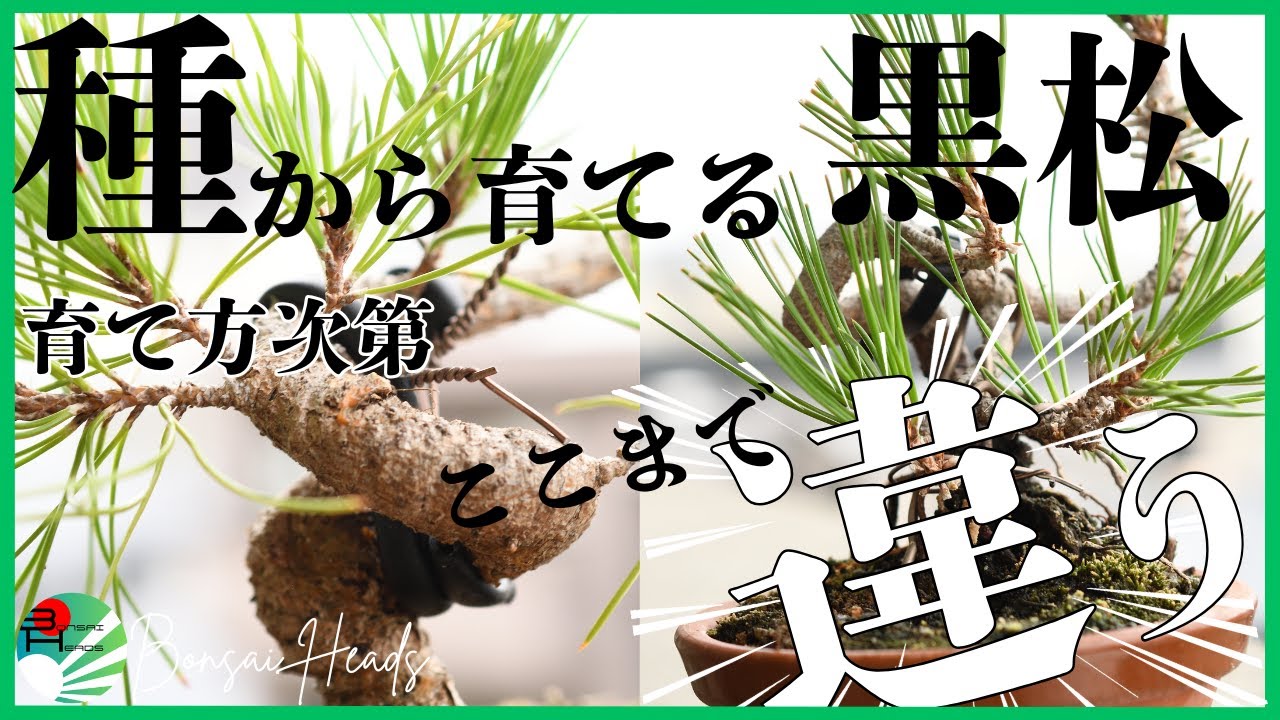 種から育てた黒松素材｜同じ樹齢でも育て方でこんなに違う！ #盆栽