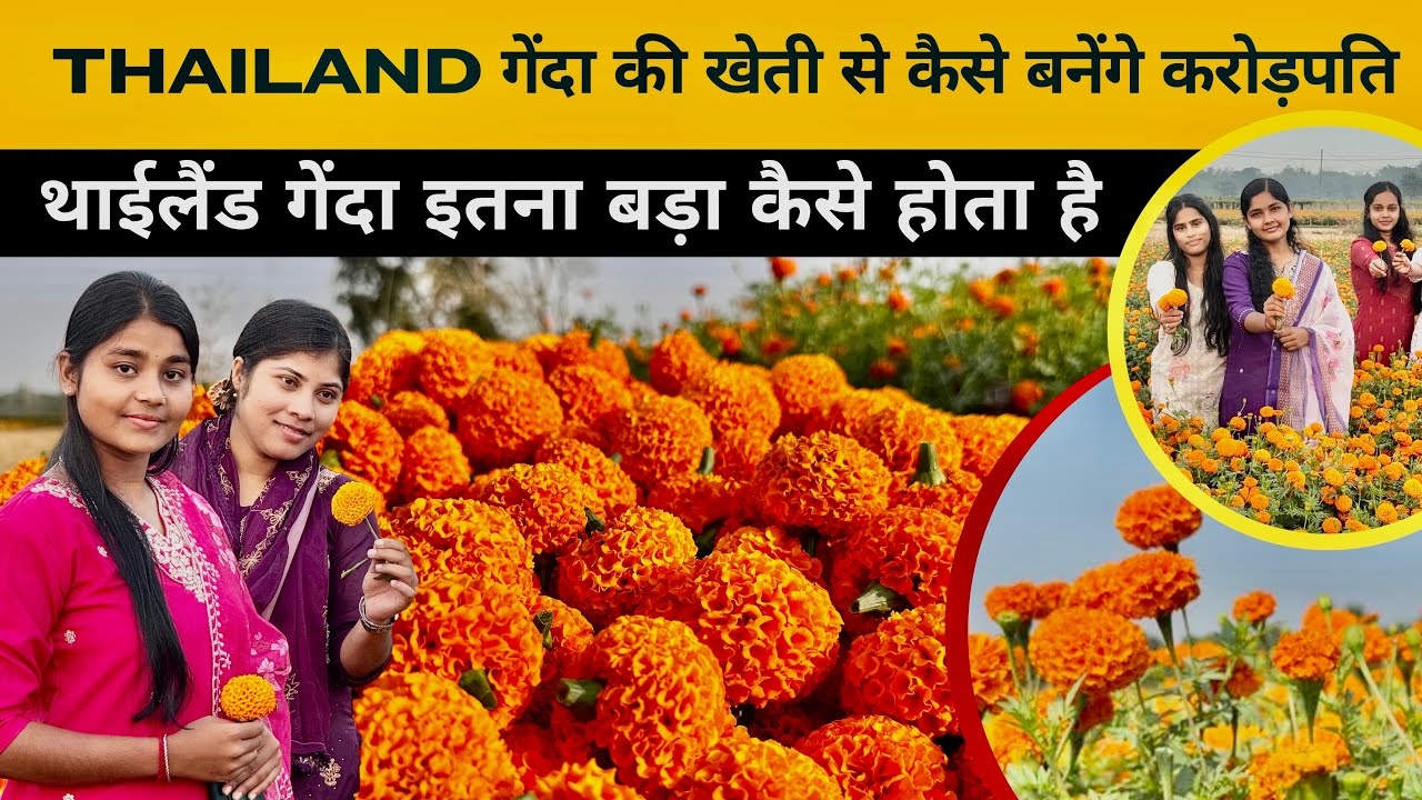 थाईलैंड गेंदा की खेती से कैसे बनेंगे करोड़पति? पूरी डिटेल वीडियो में!💰🌼 Thailand, Marygold Farming ￼