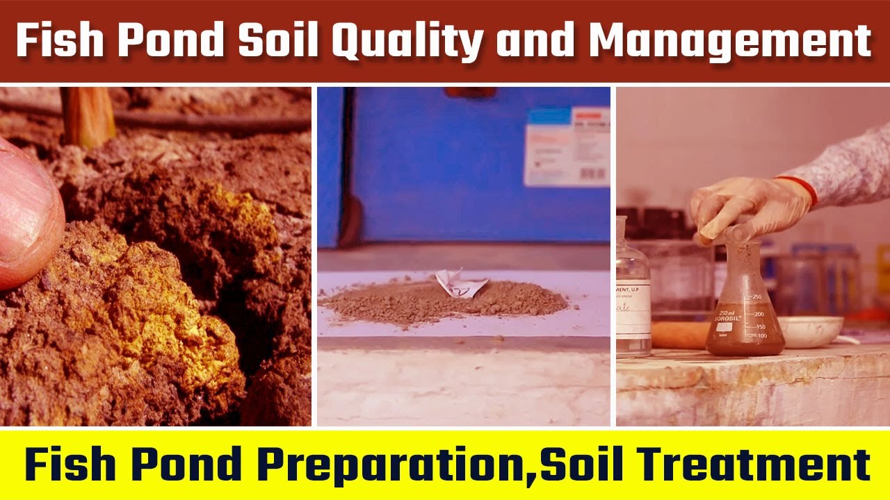 Fish Pond Soil Quality and Management | Fish Pond Preparation | Soil Treatment (Hindi/English)