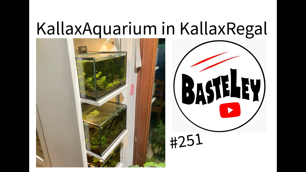 Kallaxaquarium ins Kallaxregal #251