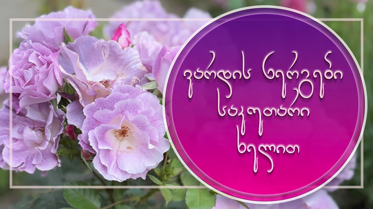 ვარდის ნერგები საკუთარი ხელით, შემოდგომის კალმები ივნისში   ნერგების მოვლა - კვება და წამლობა