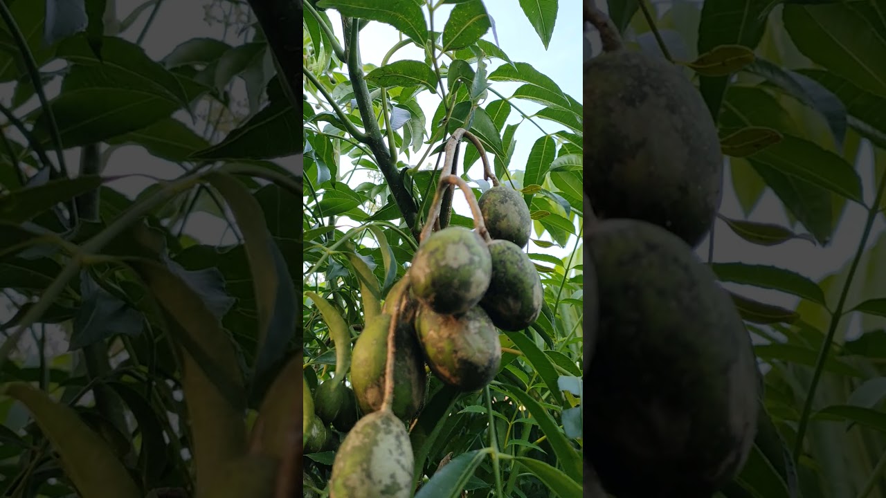 Bibit dondong mini madu berbuah Fulll semua di Embun Pagi Sleman Yogyakarta tinggal pilih